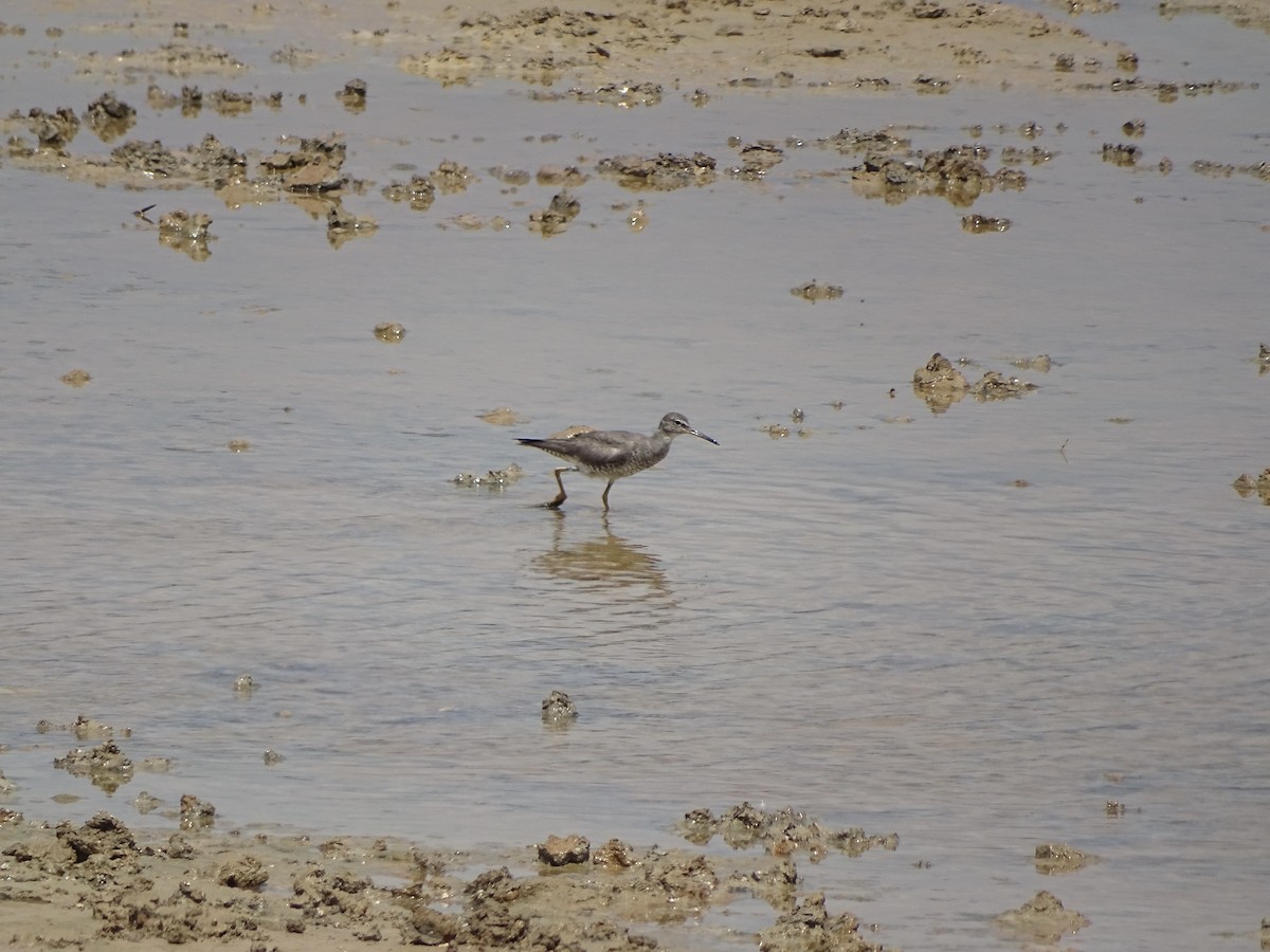 Wandering Tattler - Malte Vermeer