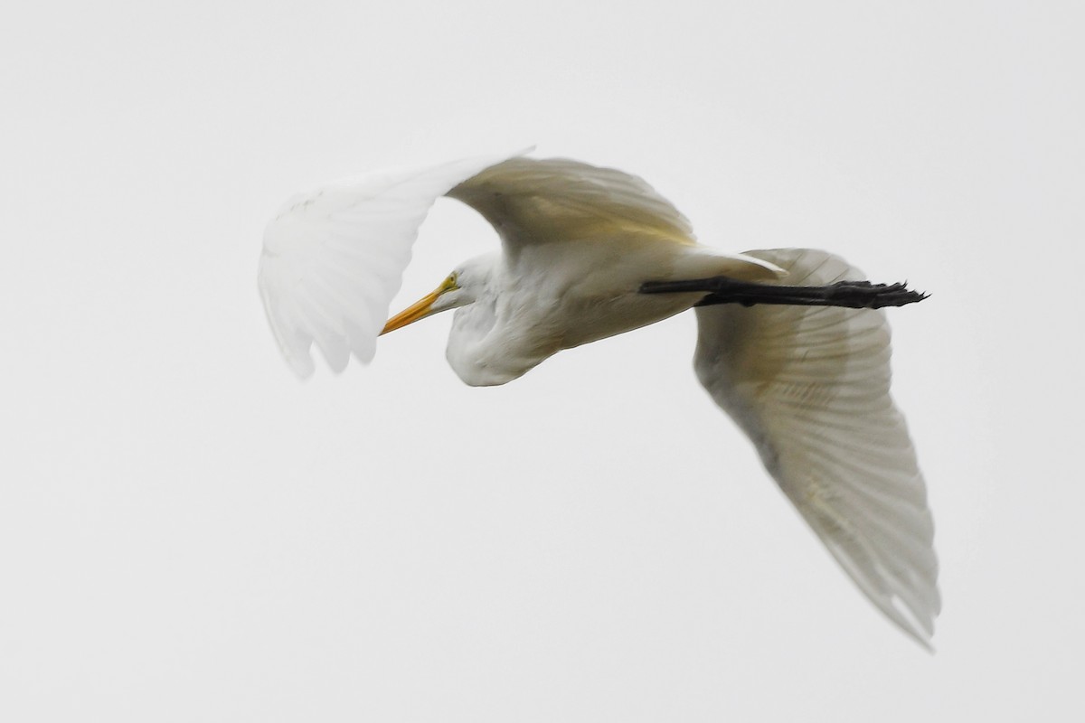 Great Egret - ML624106122