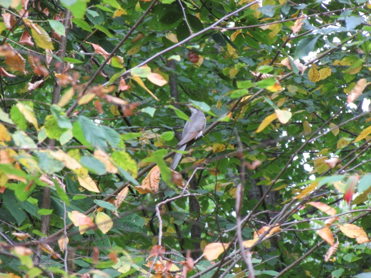 Yellow-billed Cuckoo - ML624106128