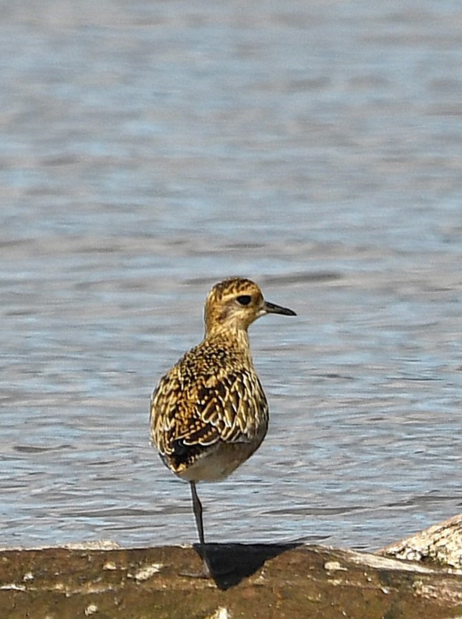 Chorlito Dorado Siberiano - ML624106146