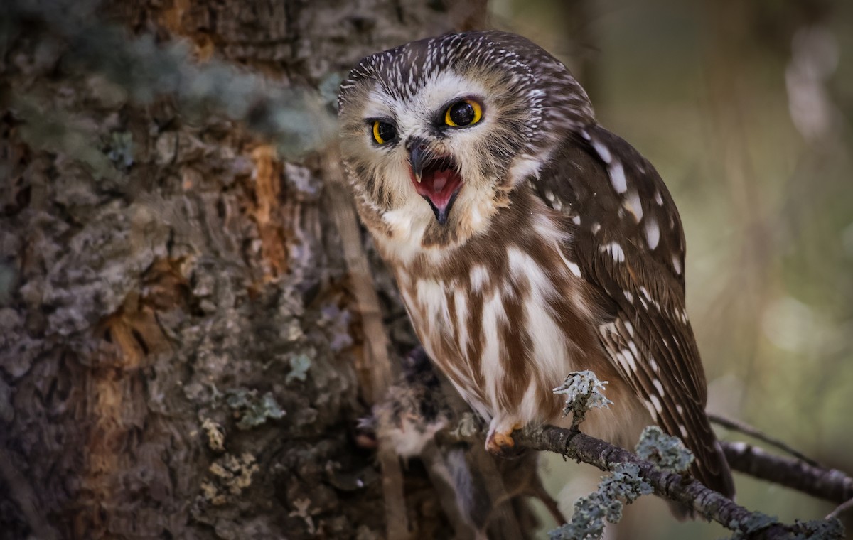 Northern Saw-whet Owl (acadicus) - ML624106148