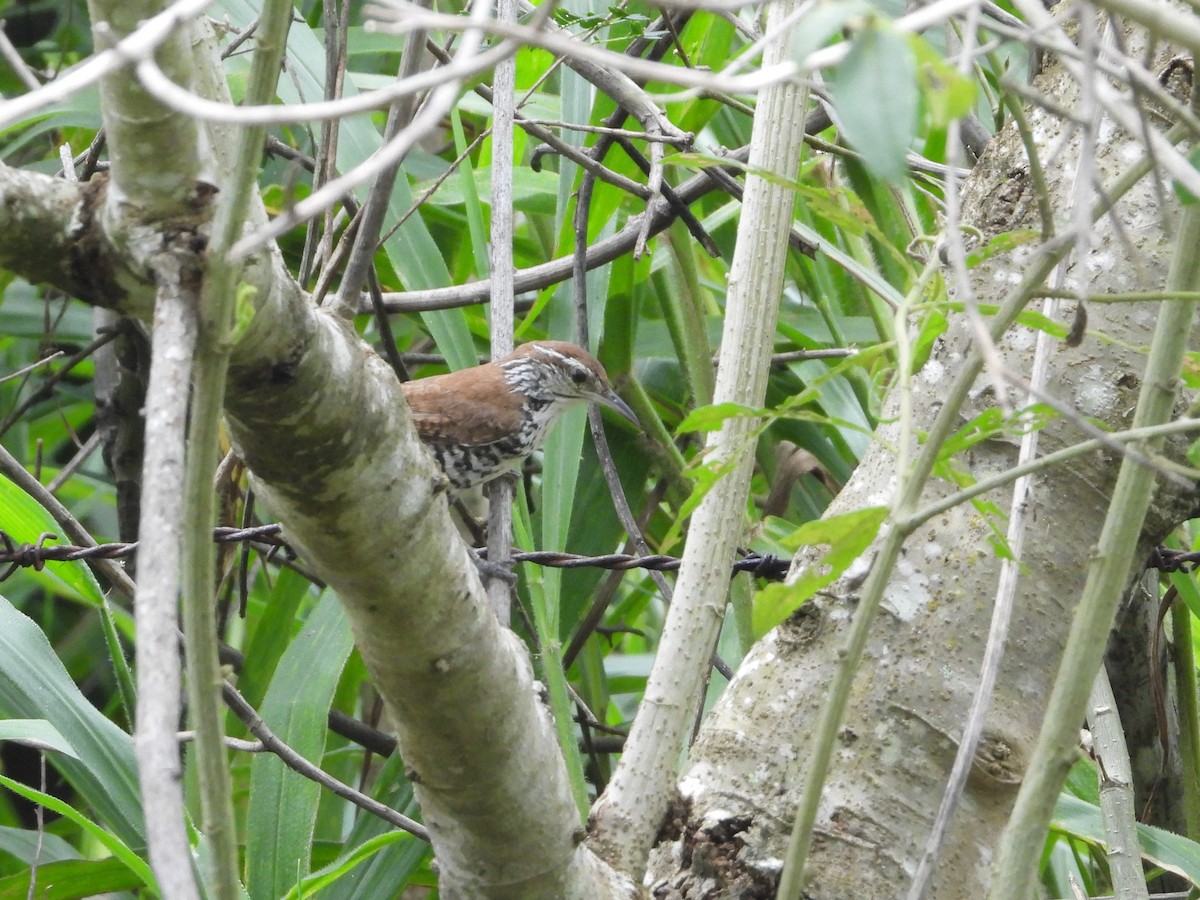 Rufous-and-white Wren - ML624106149