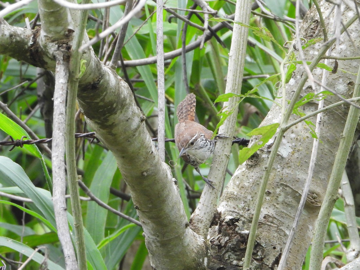 Rufous-and-white Wren - ML624106150