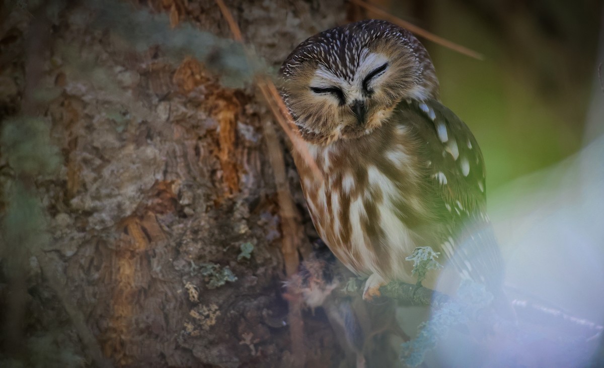 Northern Saw-whet Owl (acadicus) - ML624106151