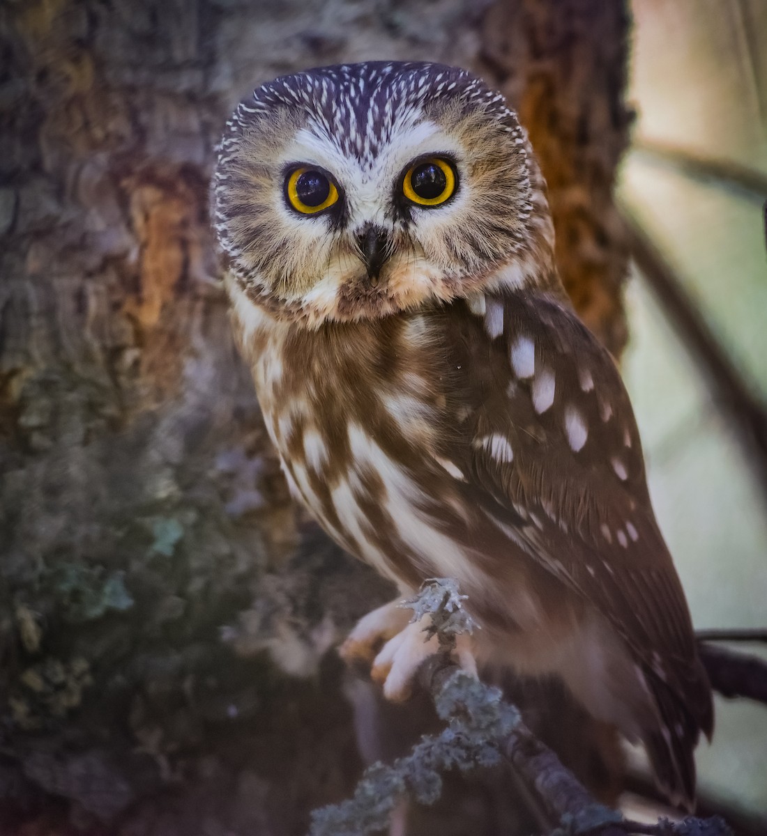 Northern Saw-whet Owl (acadicus) - ML624106152