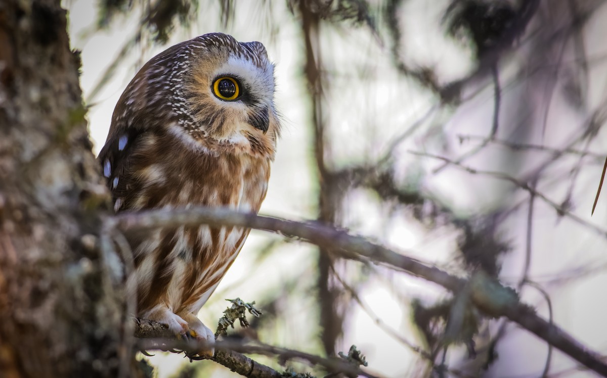 Northern Saw-whet Owl (acadicus) - ML624106155