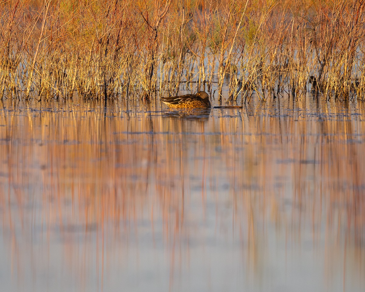 Northern Shoveler - ML624106200