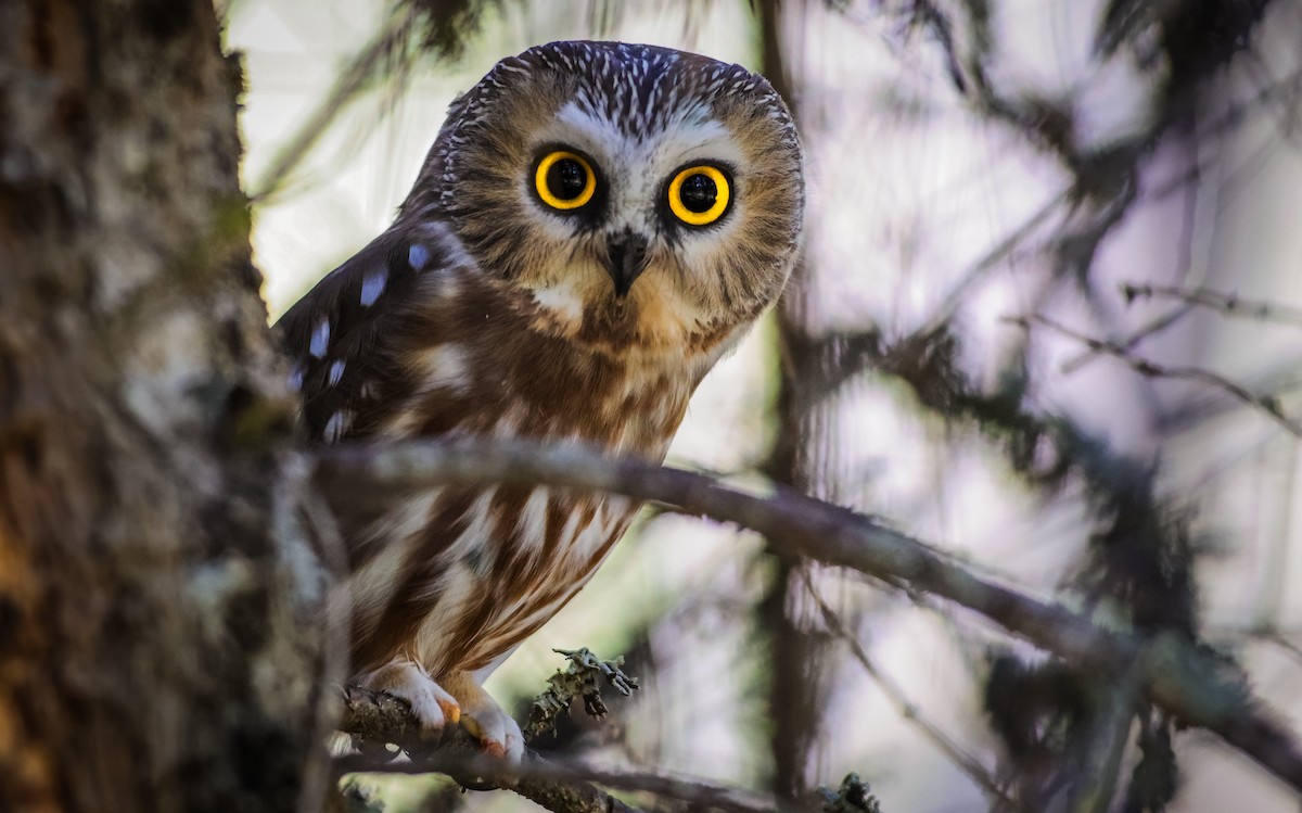 Northern Saw-whet Owl (acadicus) - ML624106205