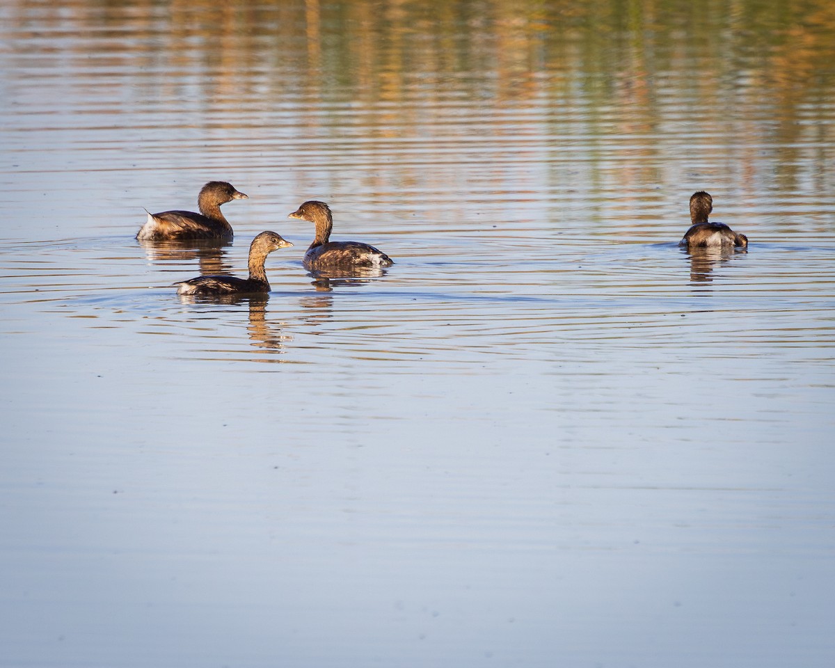 Pied-billed Grebe - Alan Taylor