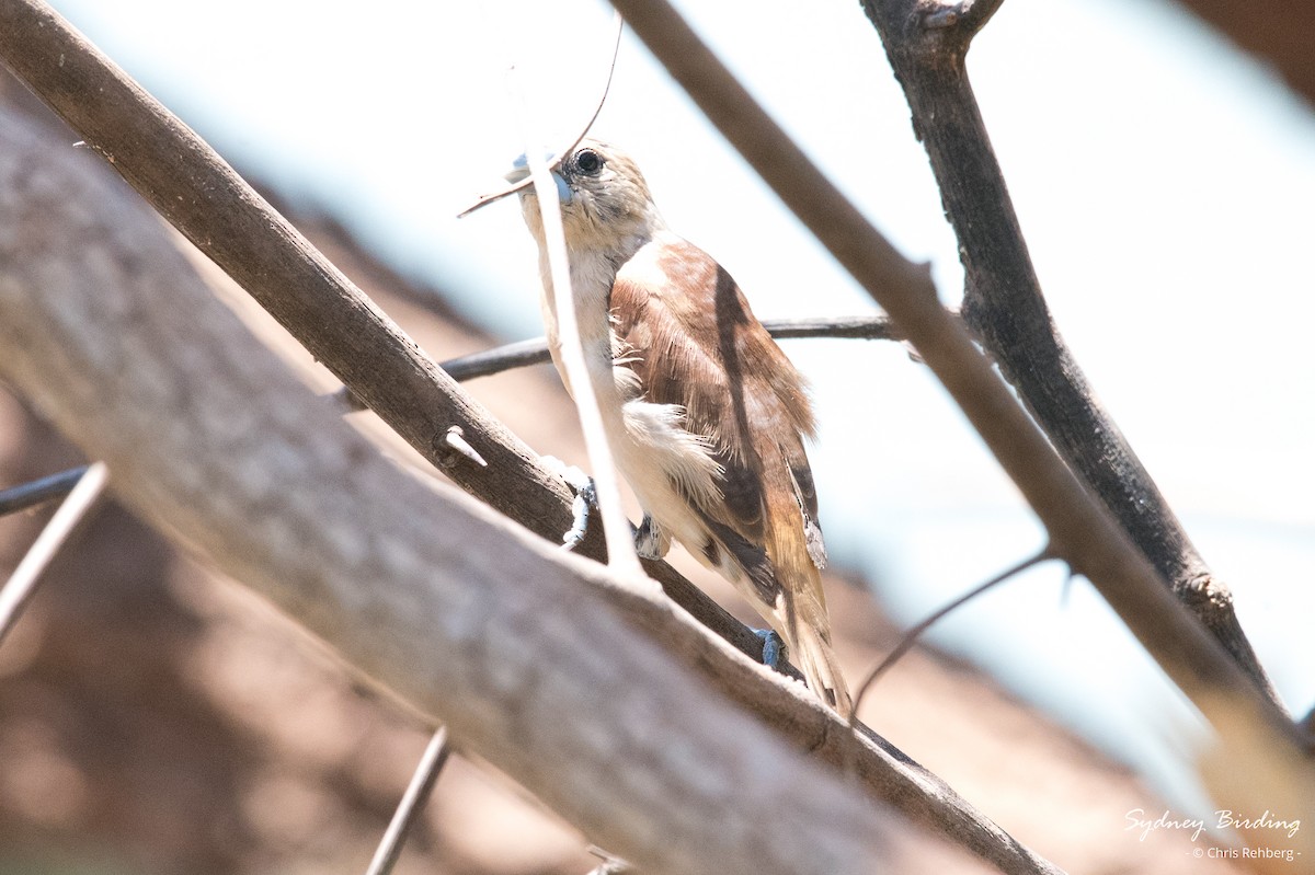 Yellow-rumped Munia - Chris Rehberg  | Sydney Birding