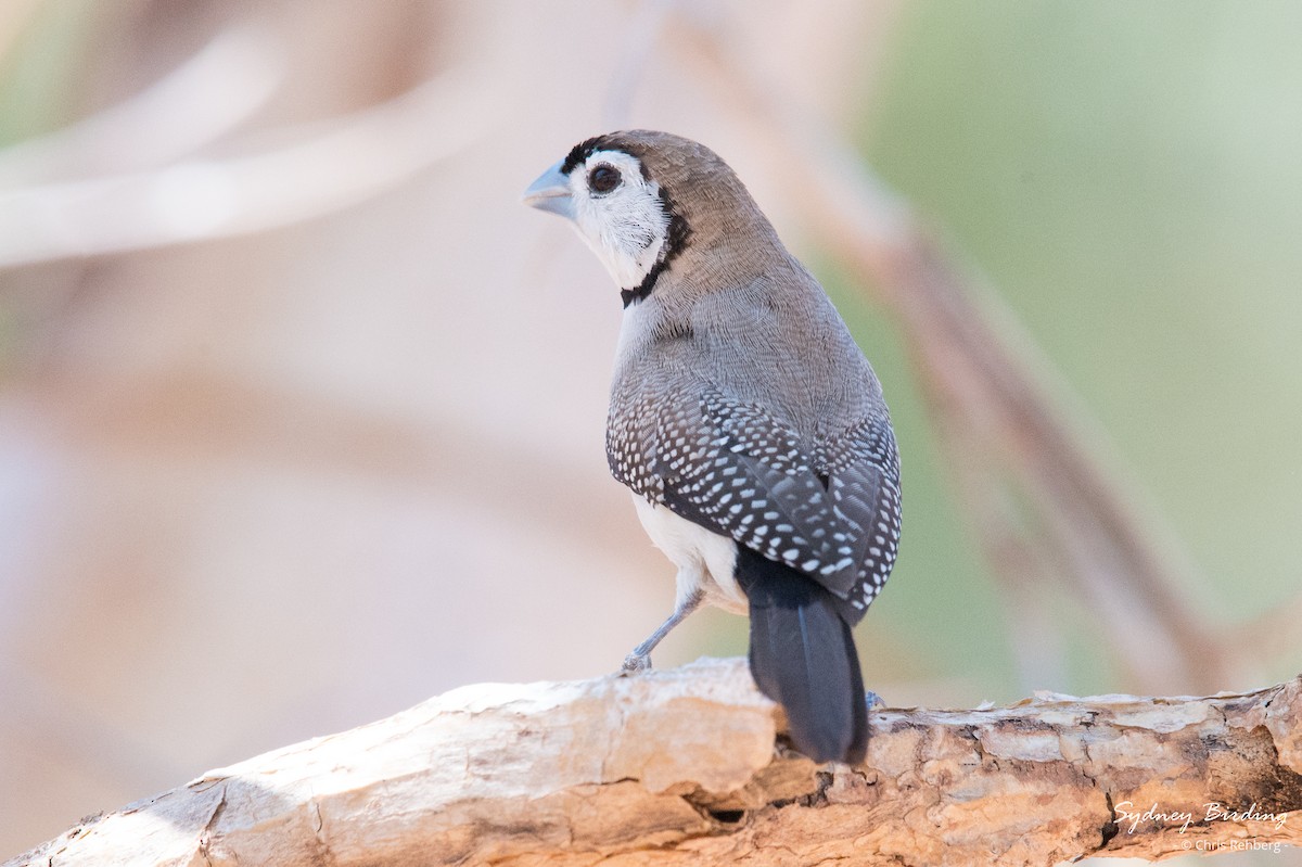 Double-barred Finch - Chris Rehberg  | Sydney Birding