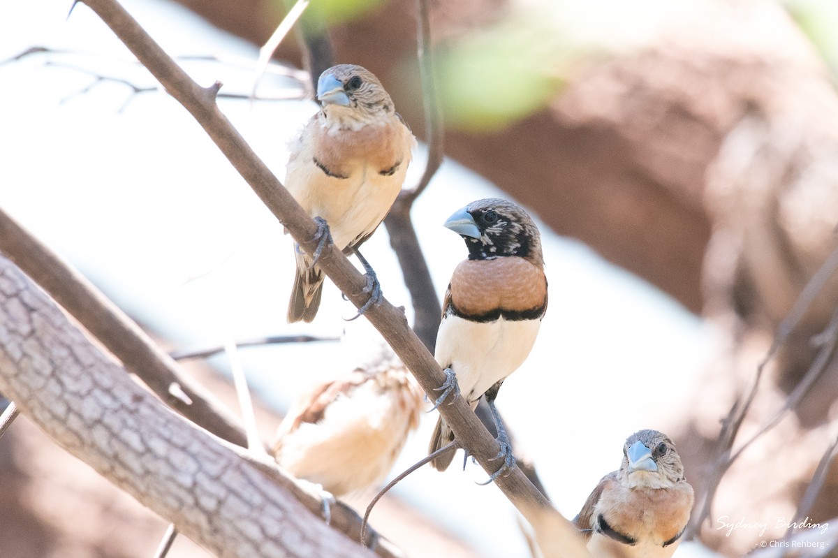 Chestnut-breasted Munia - Chris Rehberg  | Sydney Birding