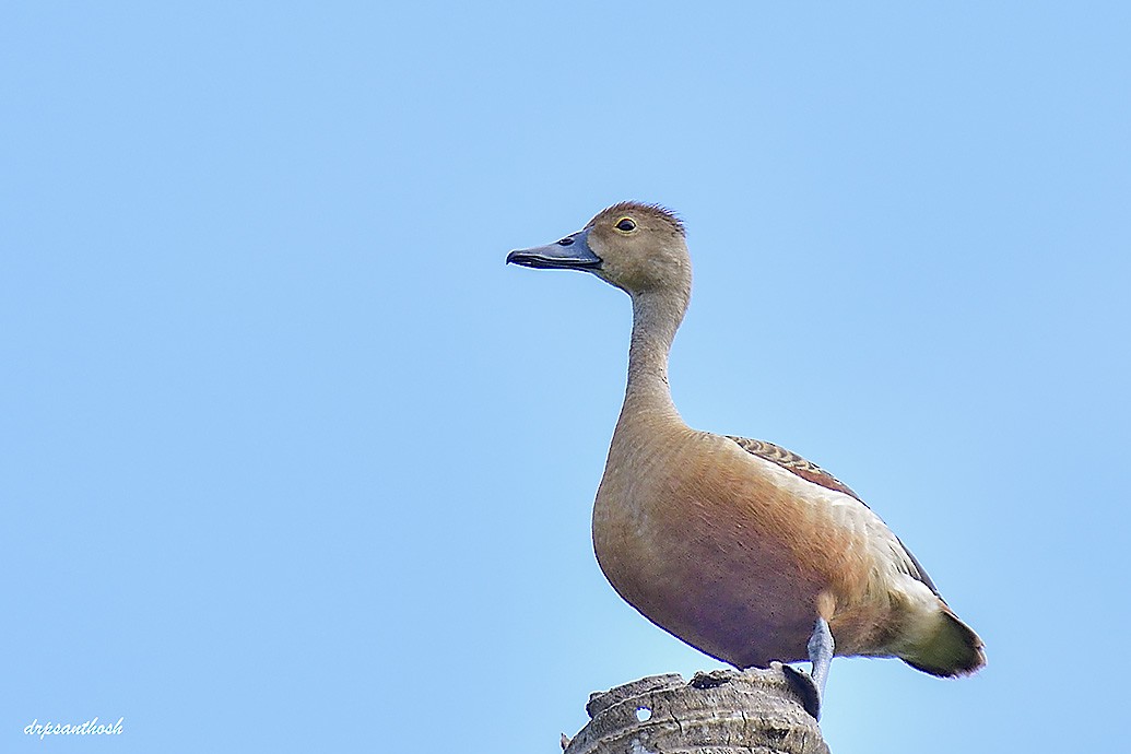 Dendrocygne siffleur - ML624106257