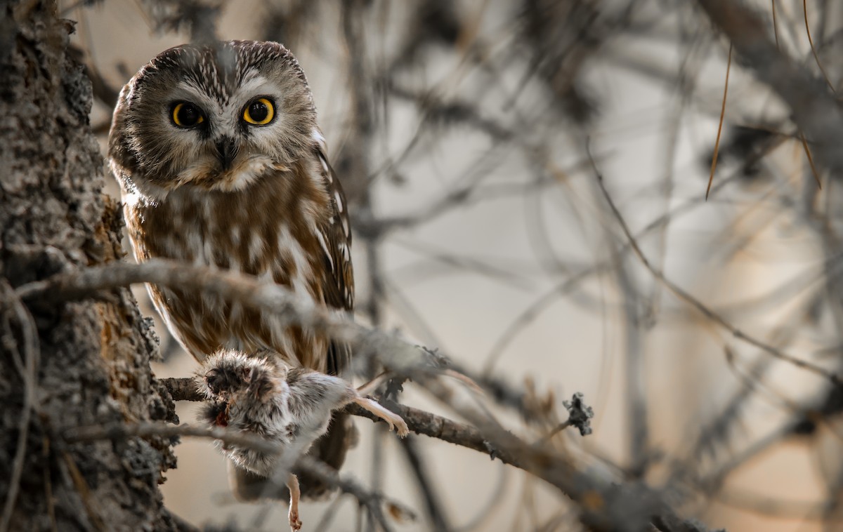 Northern Saw-whet Owl (acadicus) - ML624106259