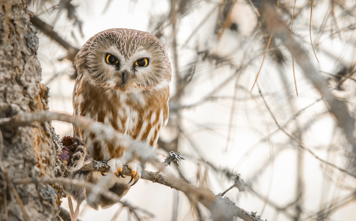Northern Saw-whet Owl (acadicus) - ML624106260