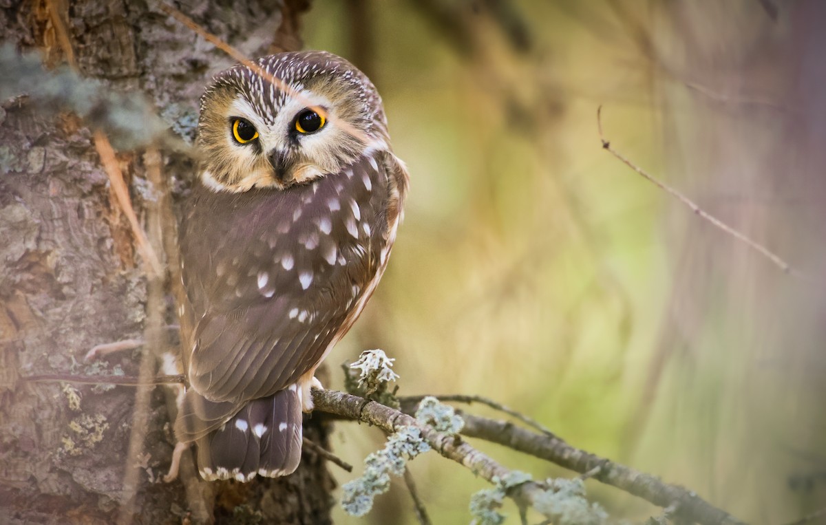 Northern Saw-whet Owl (acadicus) - ML624106261