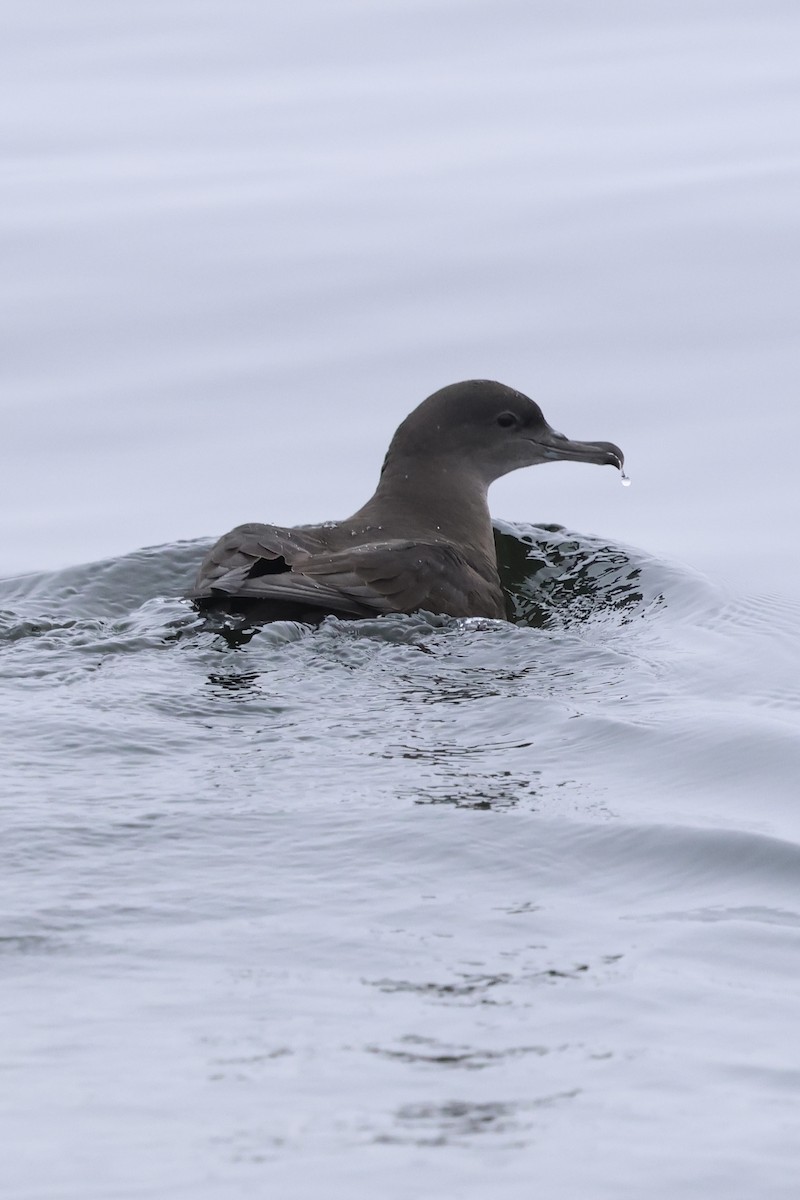 灰水薙鳥 - ML624106273