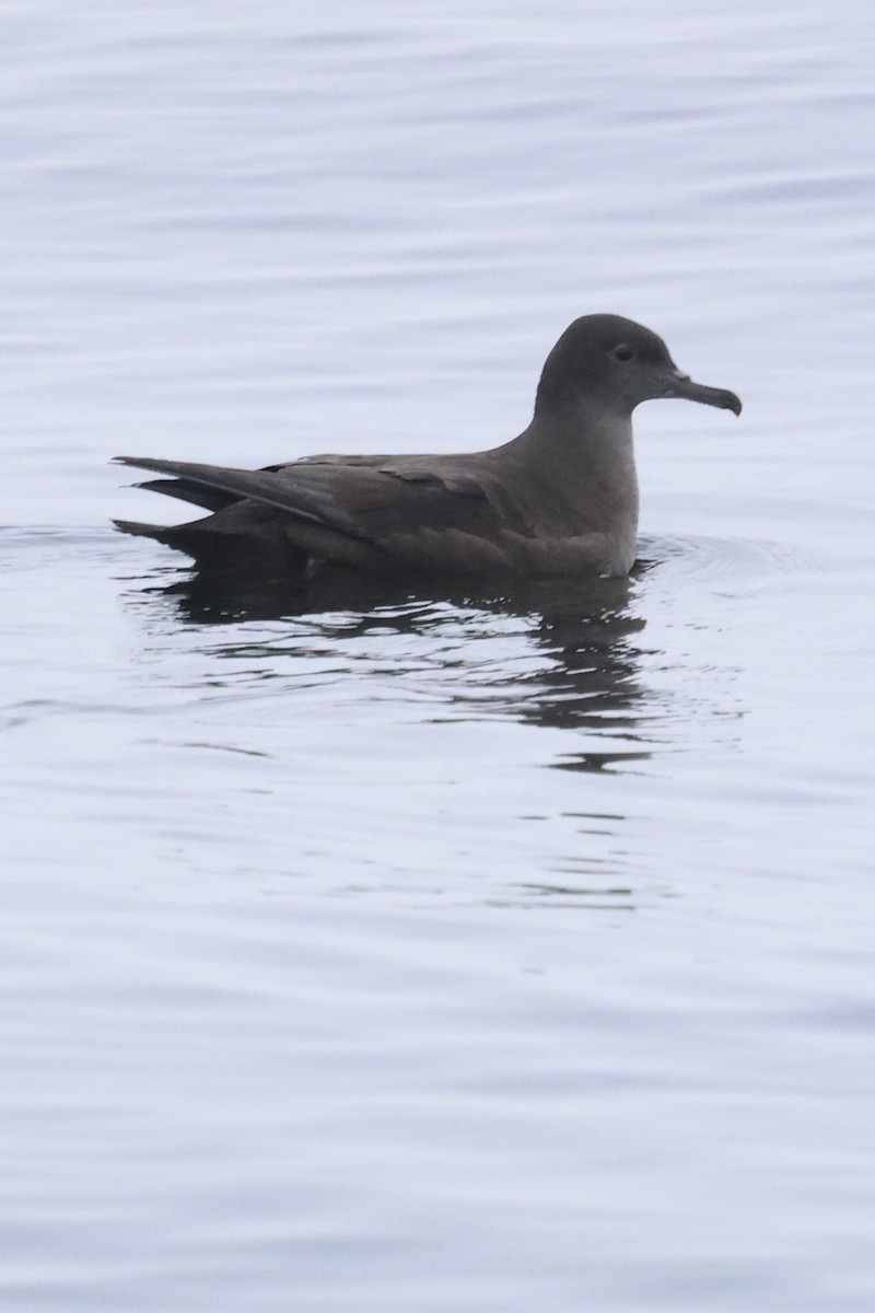 Sooty Shearwater - ML624106274