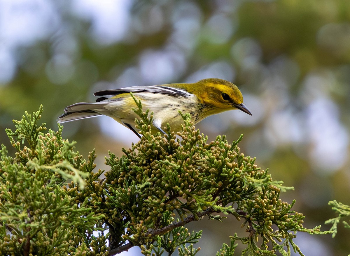 Black-throated Green Warbler - ML624106278