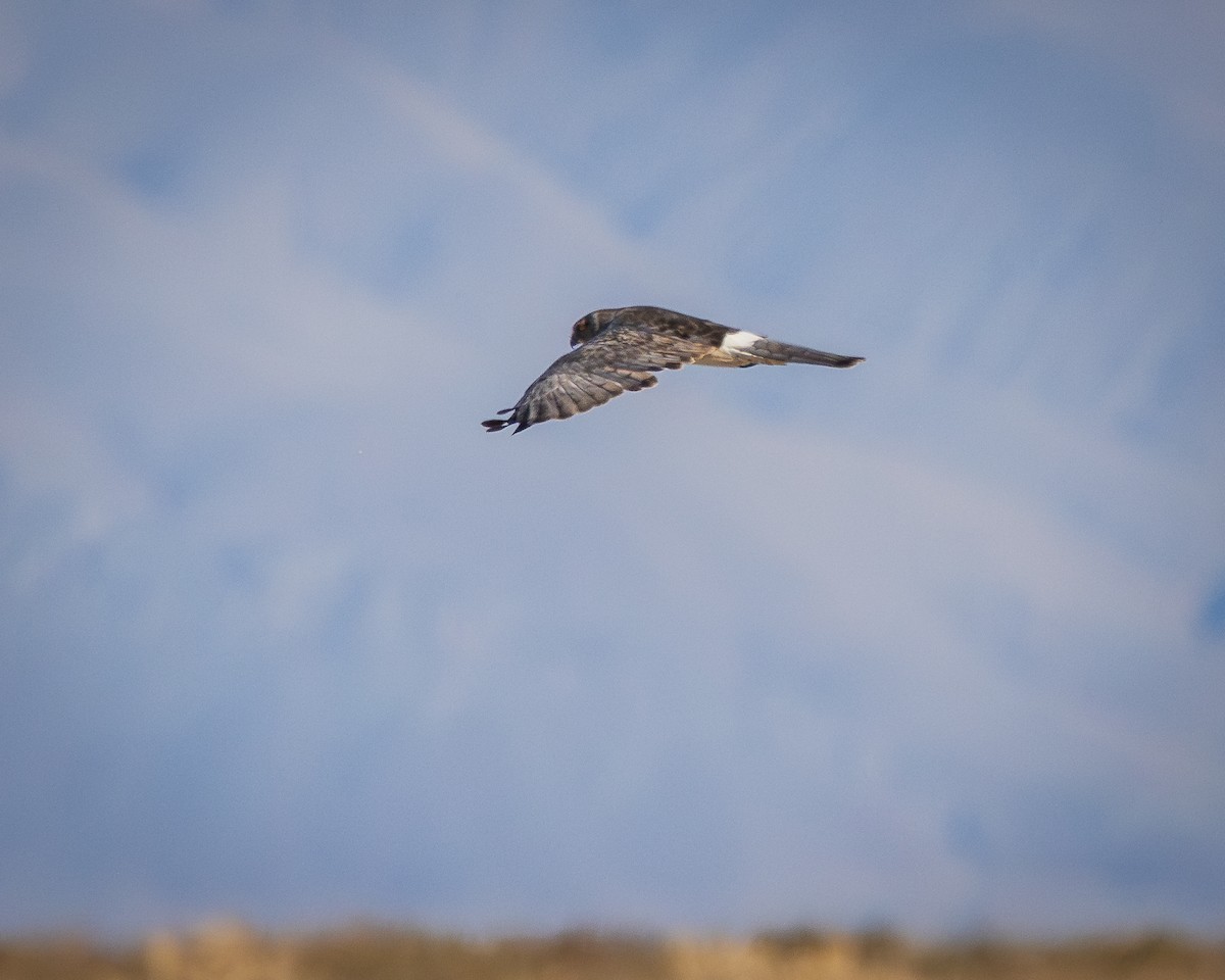 Northern Harrier - ML624106287