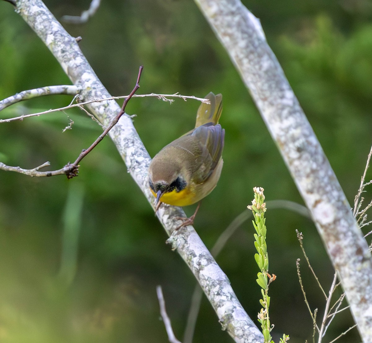 Common Yellowthroat - ML624106297