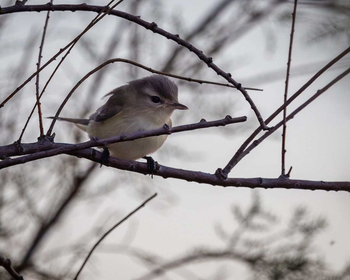 Warbling Vireo - ML624106303