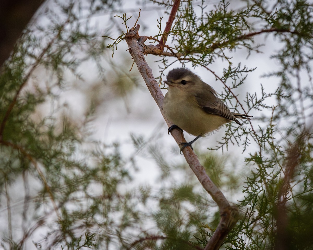 Warbling Vireo - ML624106304