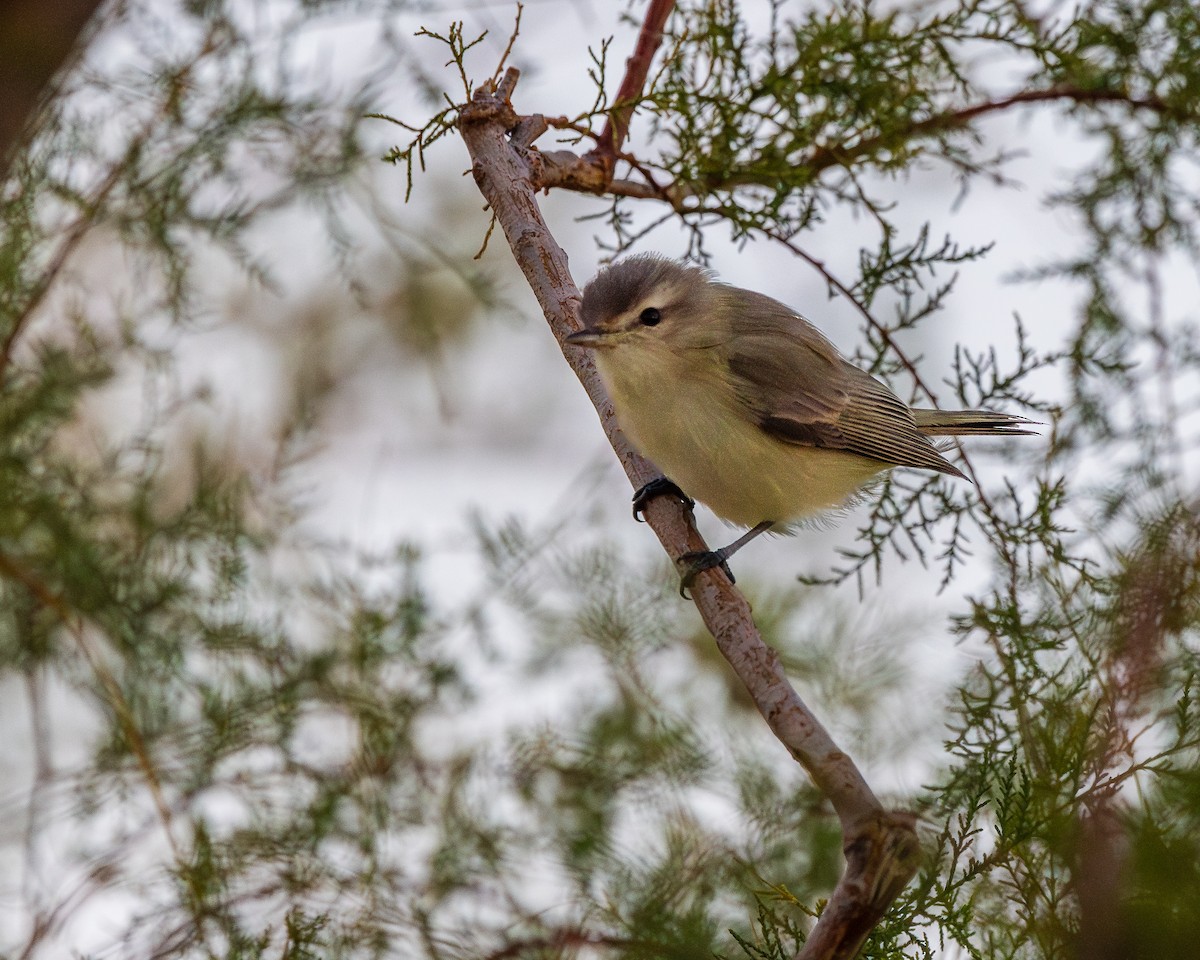 Warbling Vireo - ML624106305