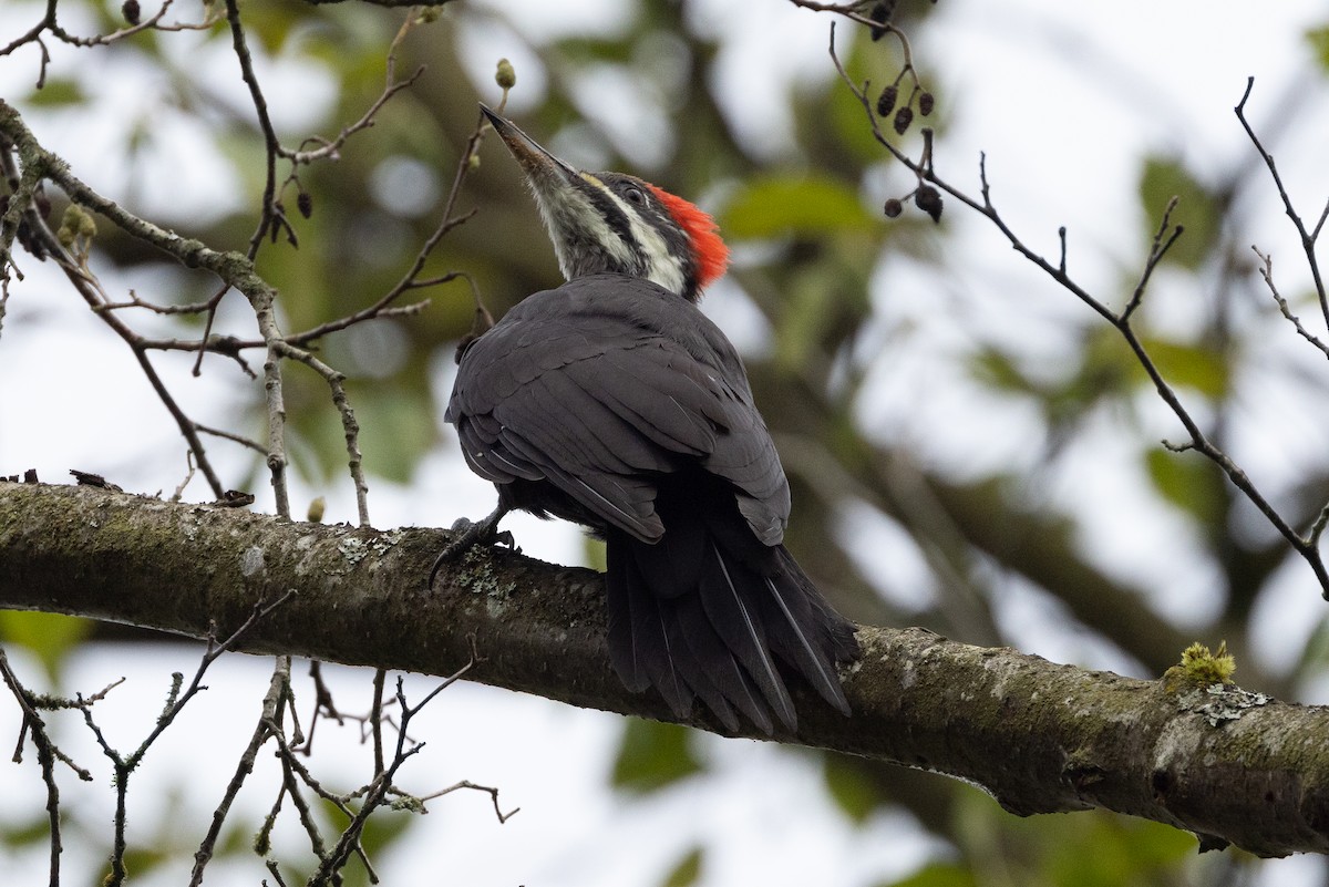 Pileated Woodpecker - ML624106311