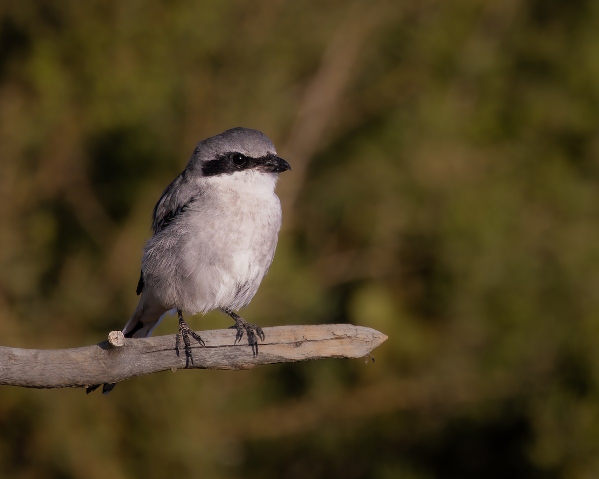 Loggerhead Shrike - ML624106312