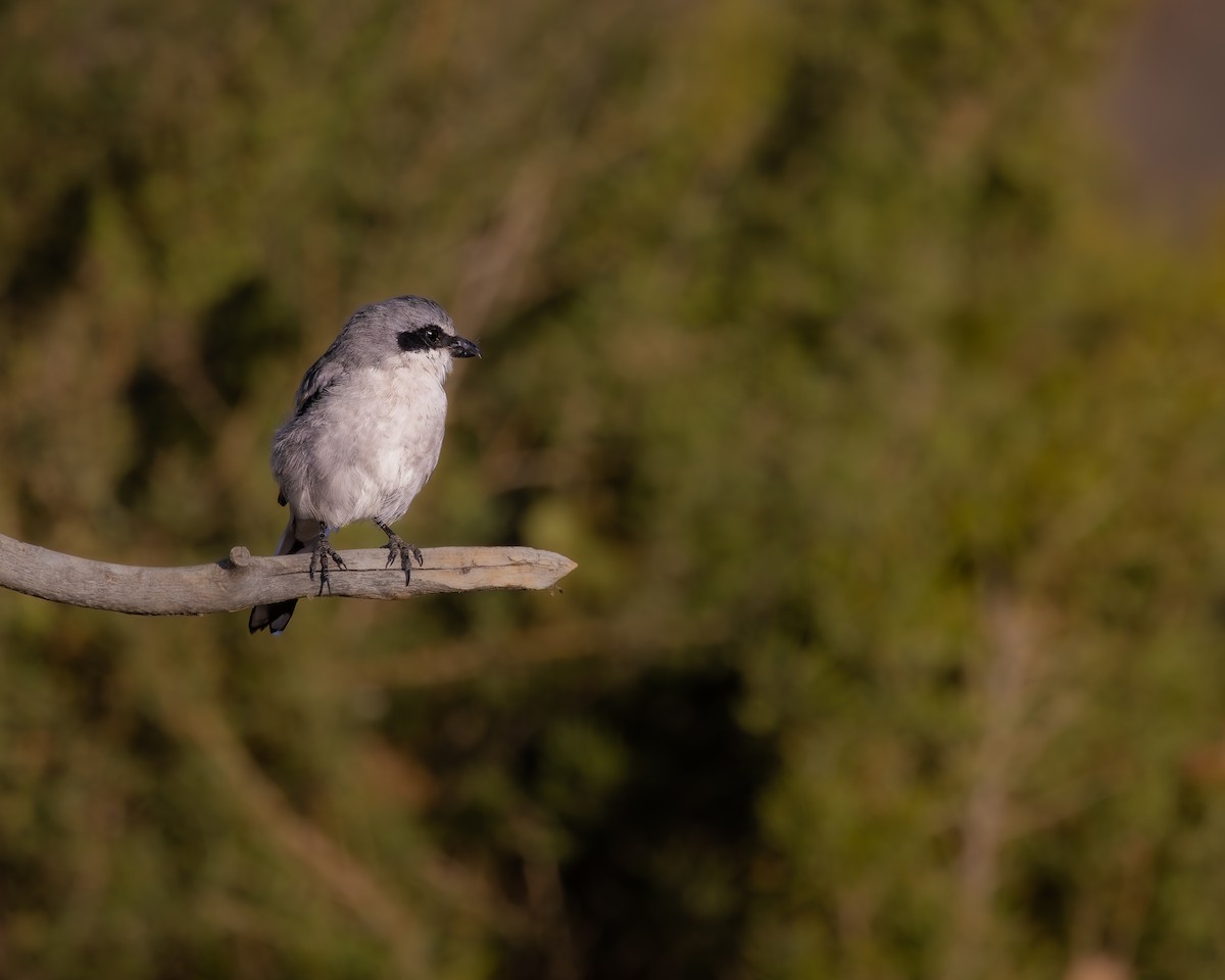 Loggerhead Shrike - ML624106313