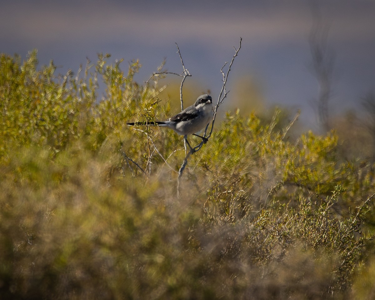 Loggerhead Shrike - ML624106314