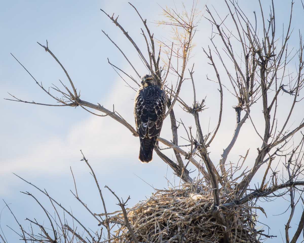 Red-tailed Hawk - ML624106319