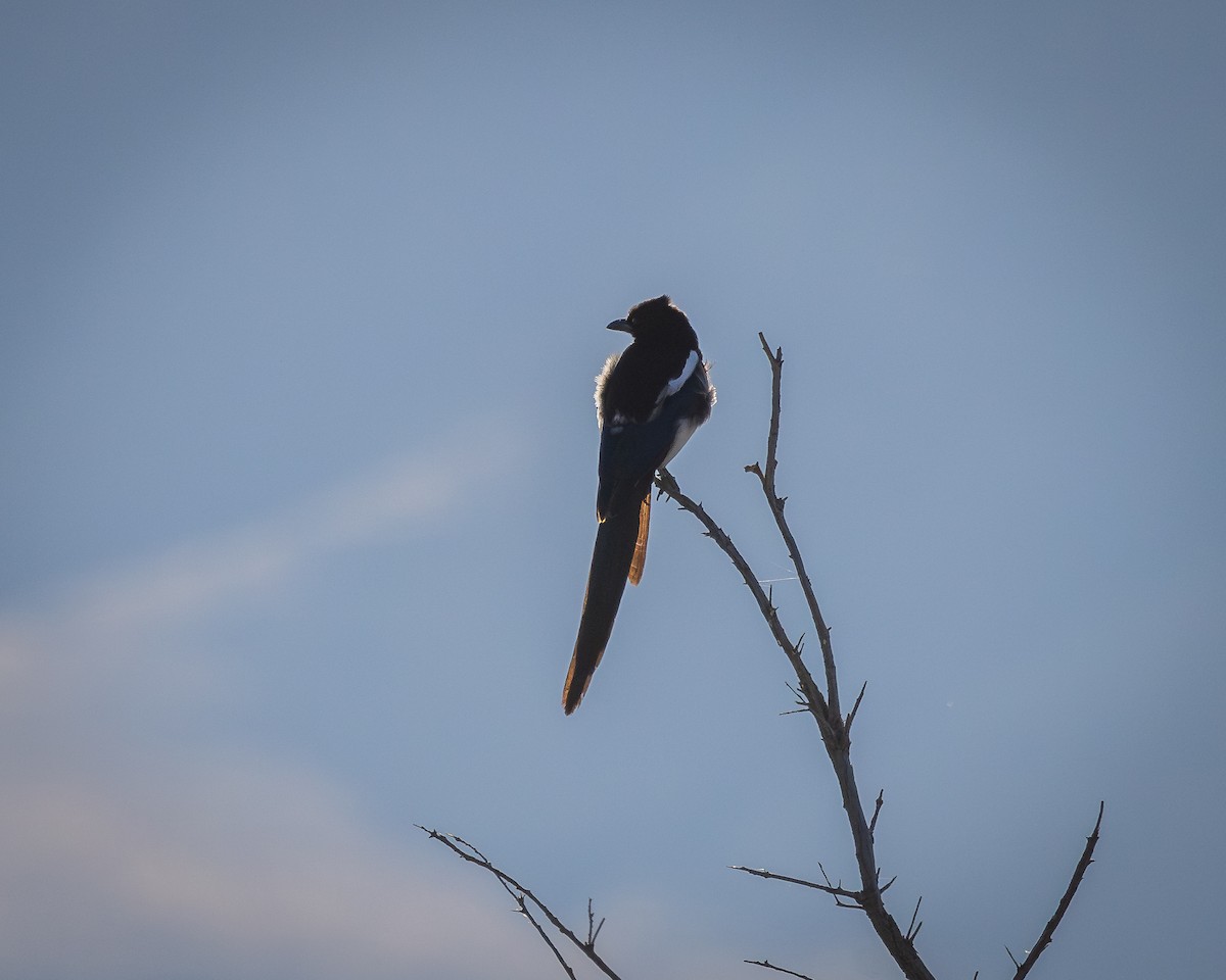 Black-billed Magpie - Alan Taylor