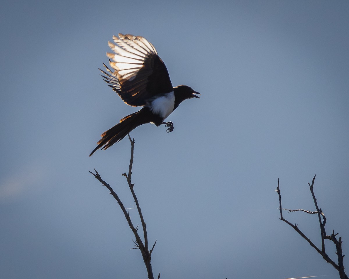 Black-billed Magpie - ML624106327