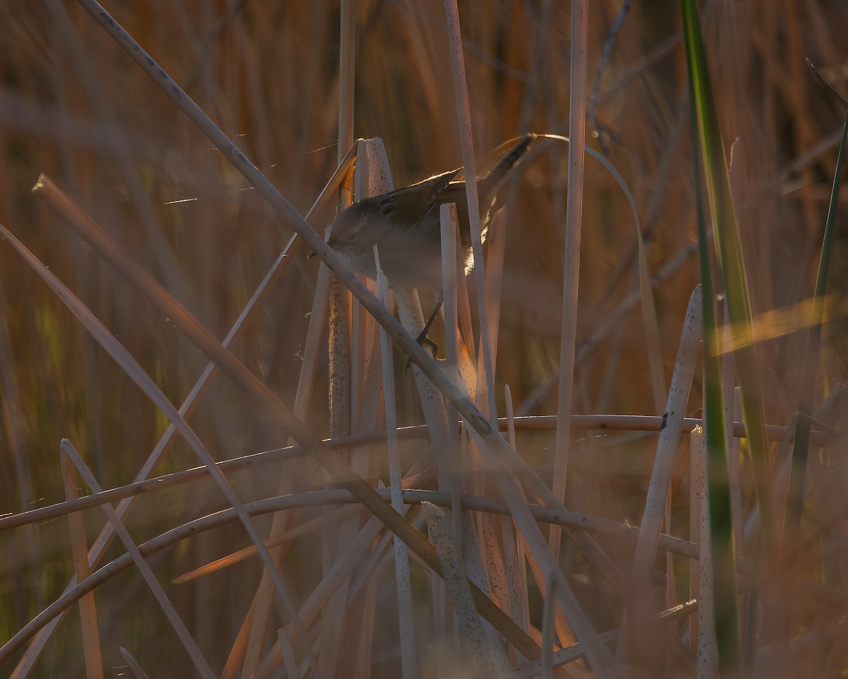 Marsh Wren - ML624106334