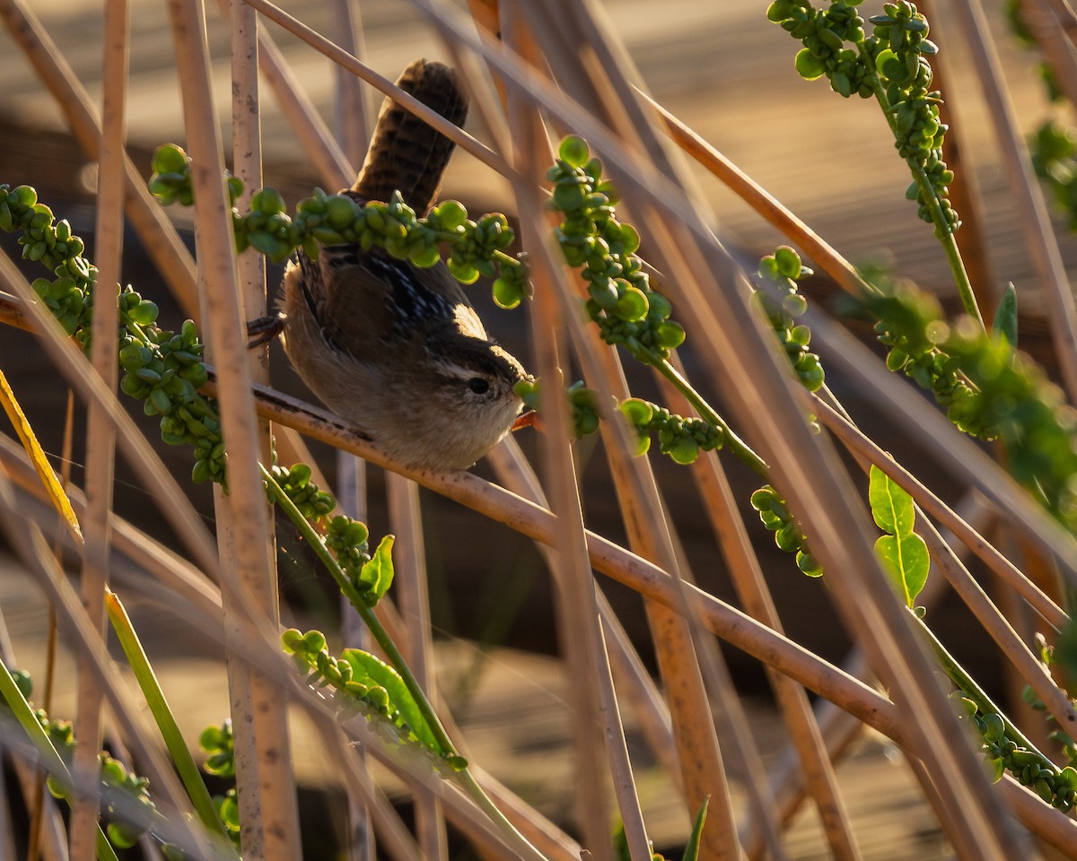 Marsh Wren - ML624106335