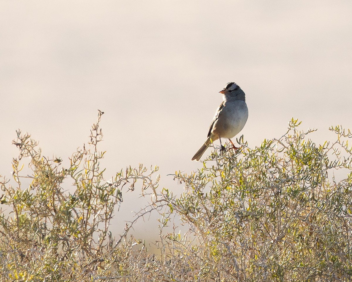 White-crowned Sparrow - ML624106348