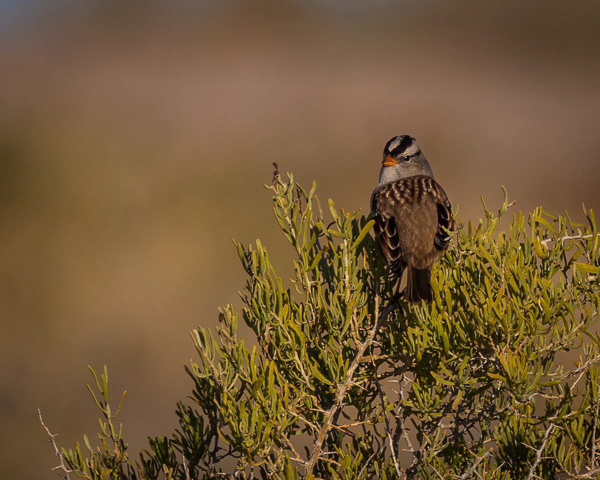 White-crowned Sparrow - ML624106349