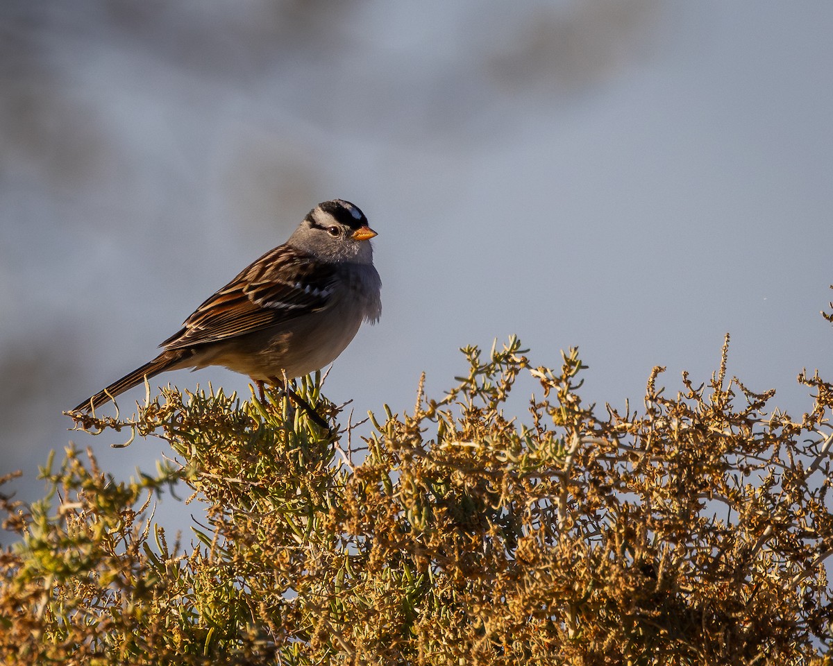 White-crowned Sparrow - ML624106350