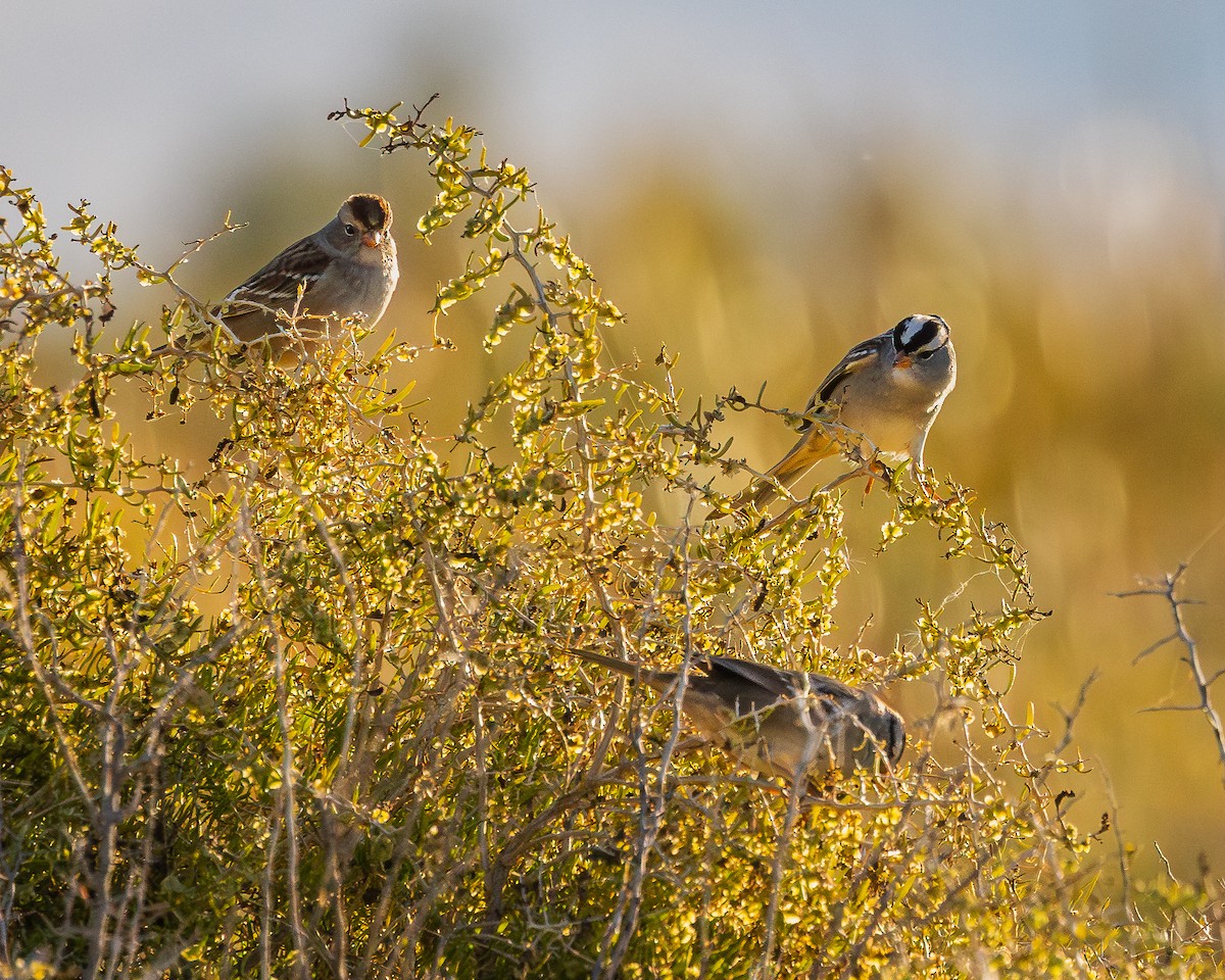 White-crowned Sparrow - ML624106351