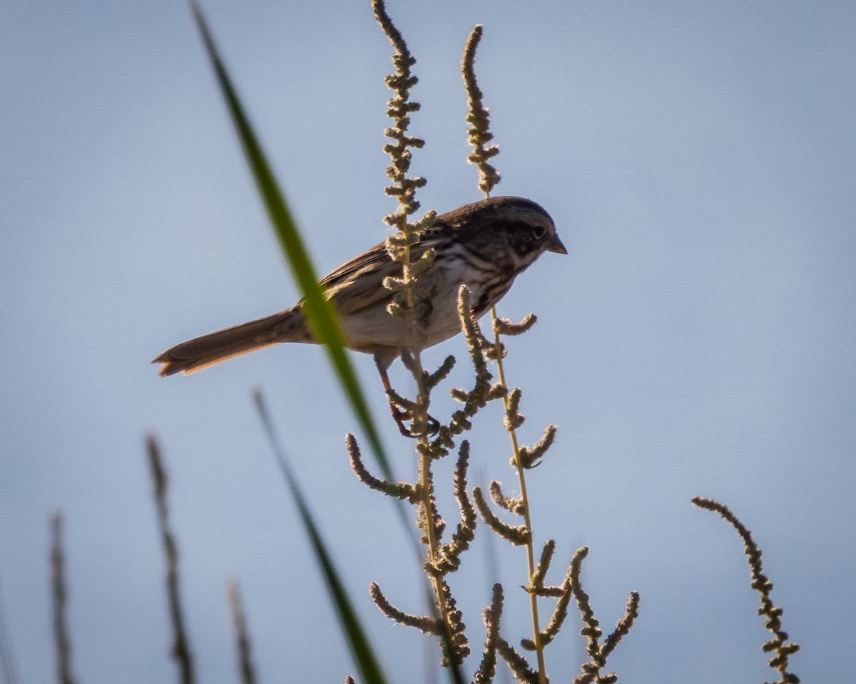 Sagebrush Sparrow - ML624106356