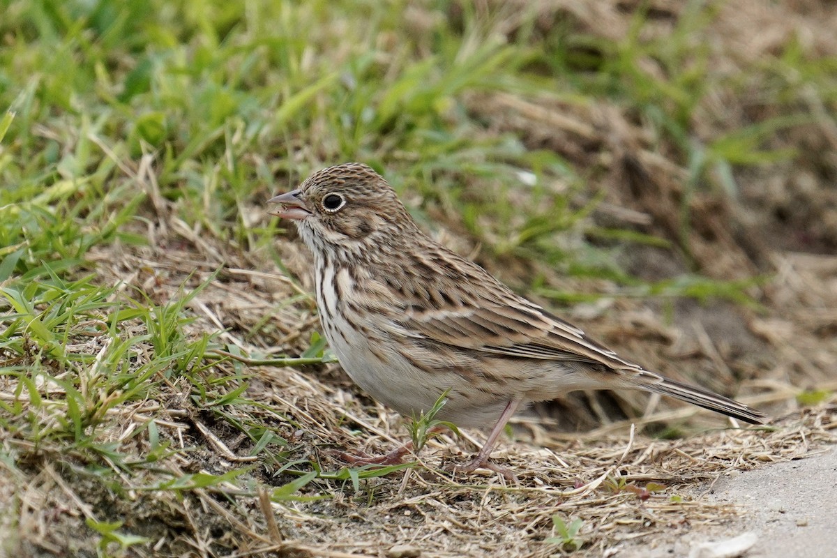 Vesper Sparrow - Nick Thorpe