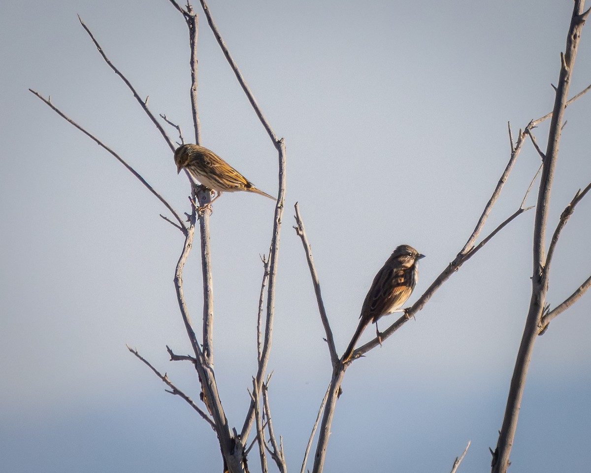 Savannah Sparrow - ML624106363