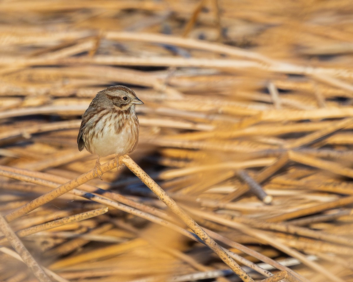 Song Sparrow - ML624106372