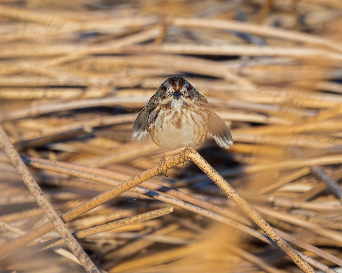 Song Sparrow - ML624106373