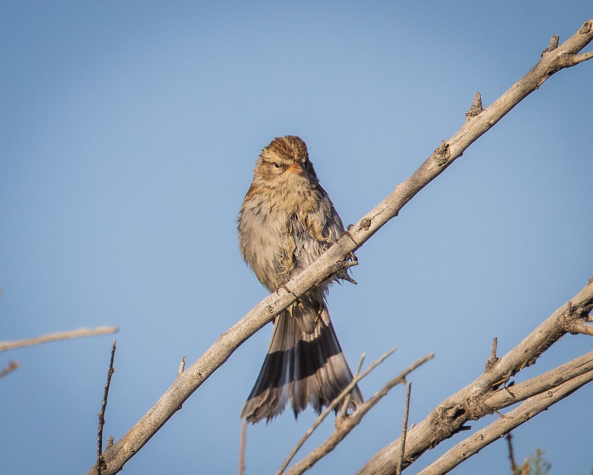 Song Sparrow - ML624106374