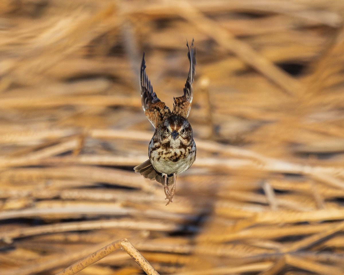 Song Sparrow - ML624106375