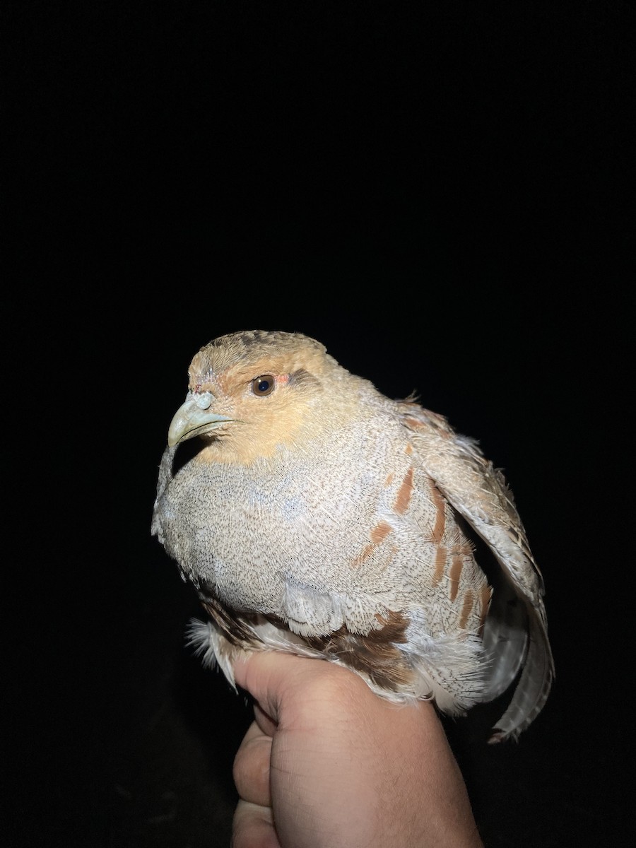 Gray Partridge - ML624106397