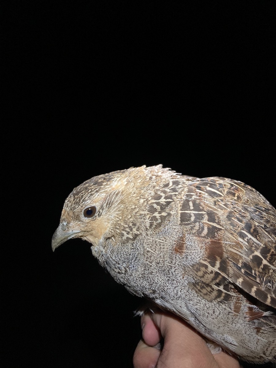 Gray Partridge - ML624106398